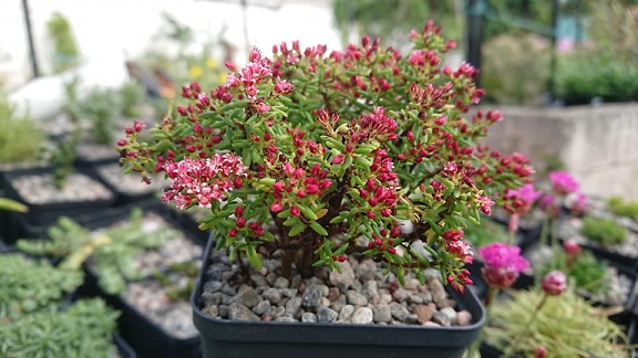 Crassula sarcocaulis - 8cm pot 